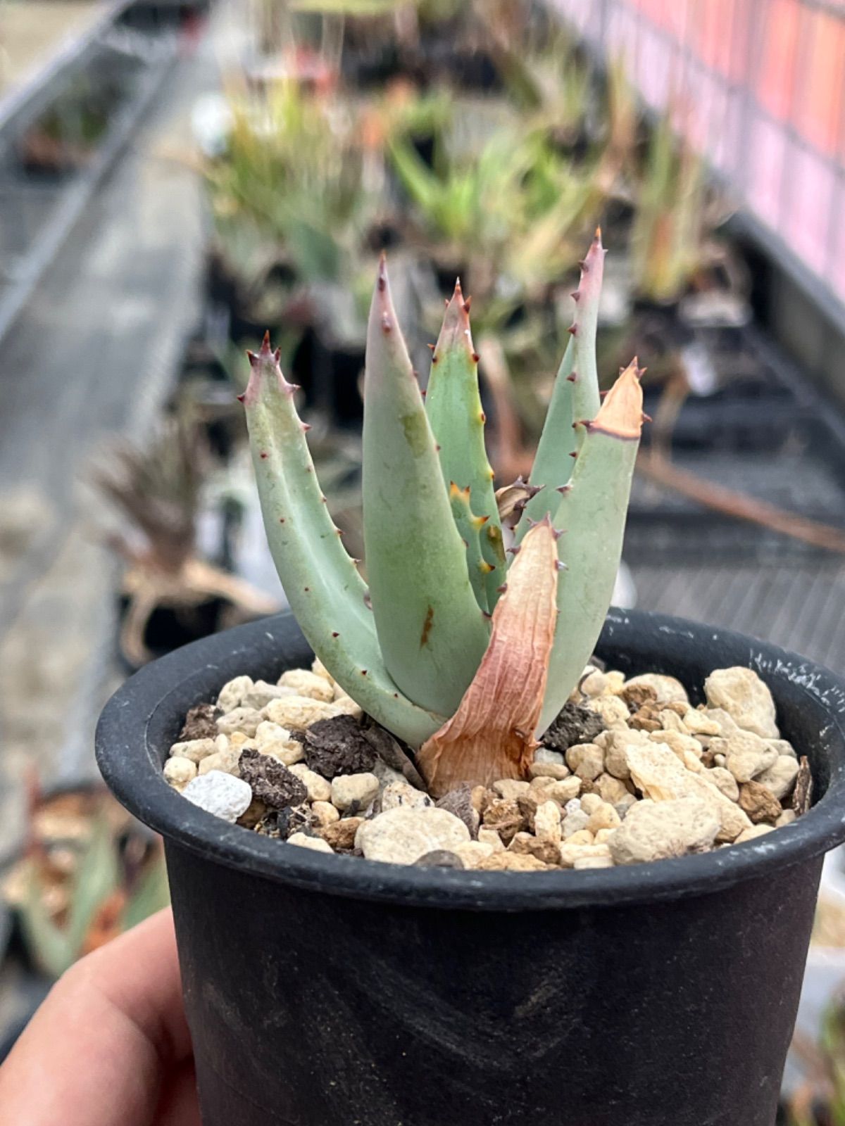 Aloe asperifolia アロエ アスペリフォリア ナミビア - メルカリ