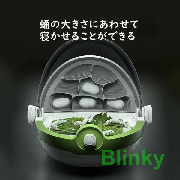 カイコ観察 蚕