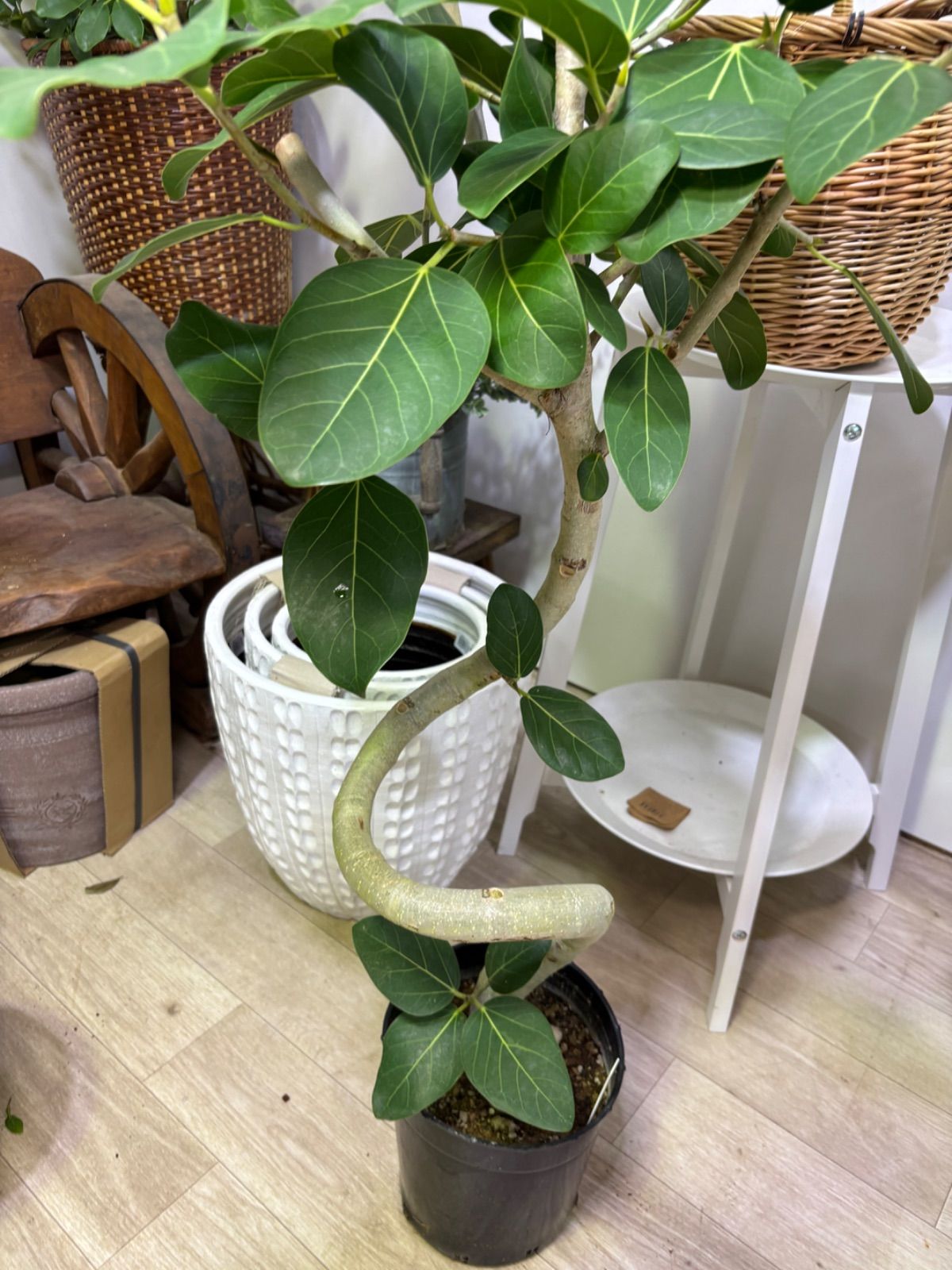 フィカス・ベンガレンシス 曲がり 7号 ベンガルゴム 観葉植物 インドア