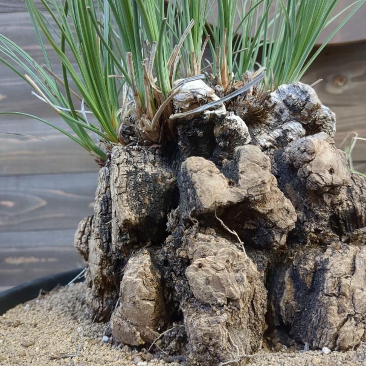 値引 カリバナスフーケリー【推定樹齢50年】亀裂深めの美株！レアな 塊根植物・コーデックス