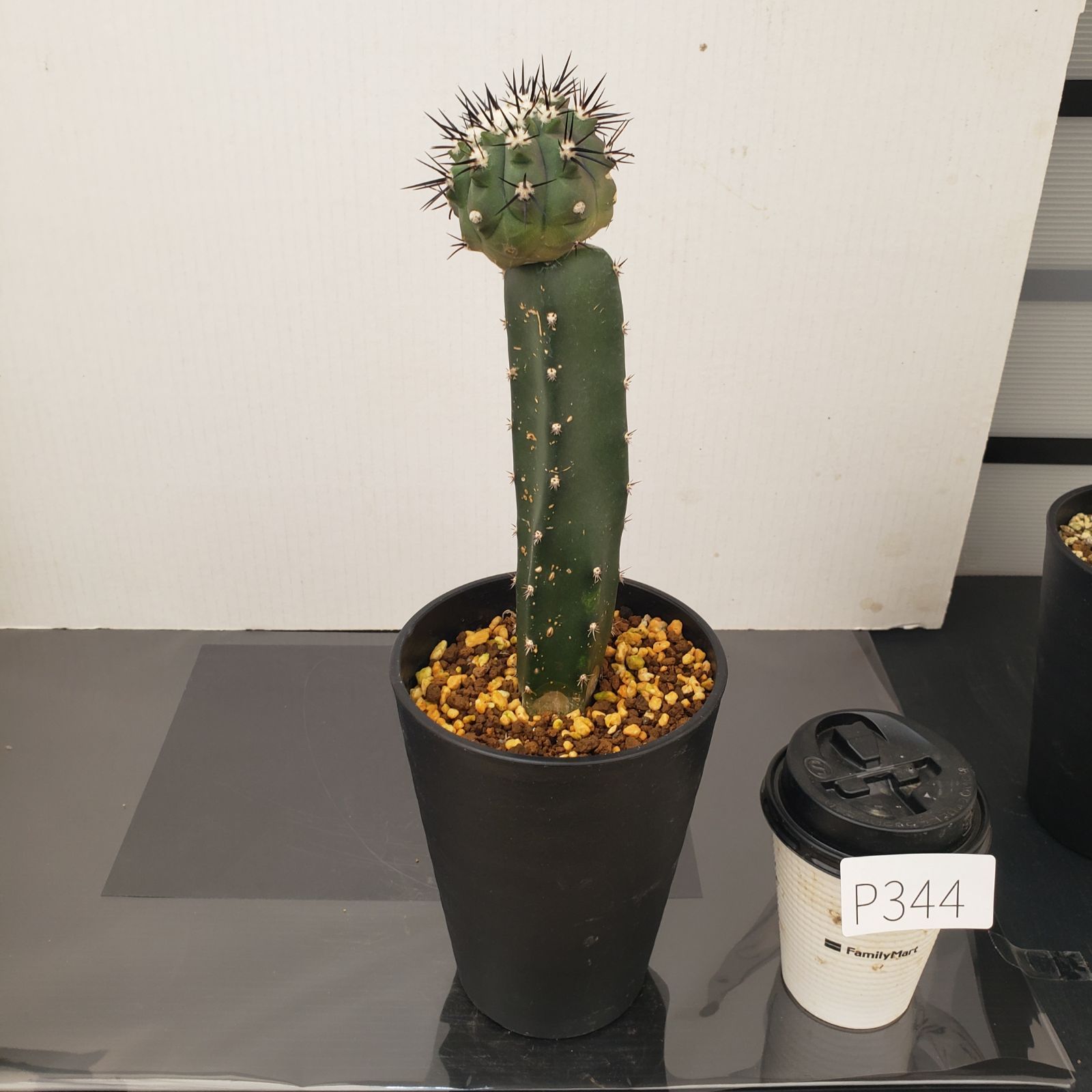 サボテン コピアポア 黒士冠 輸入球カキコ 自根