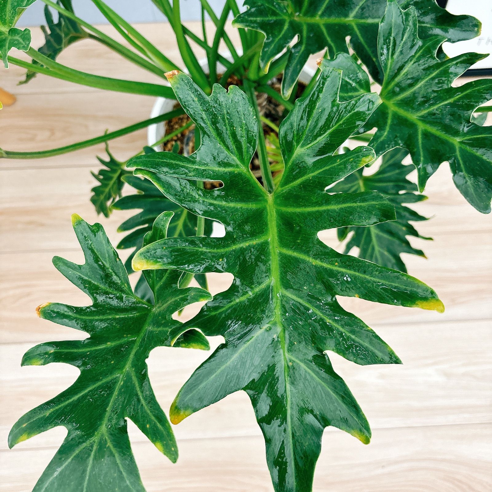 ［現品］23番　フィロデンドロン　ジャイアントザナドゥ　幹上がり　観葉植物　室内 現品］【珍しい】立派！ 5番 フィロデンドロン ジャイアント