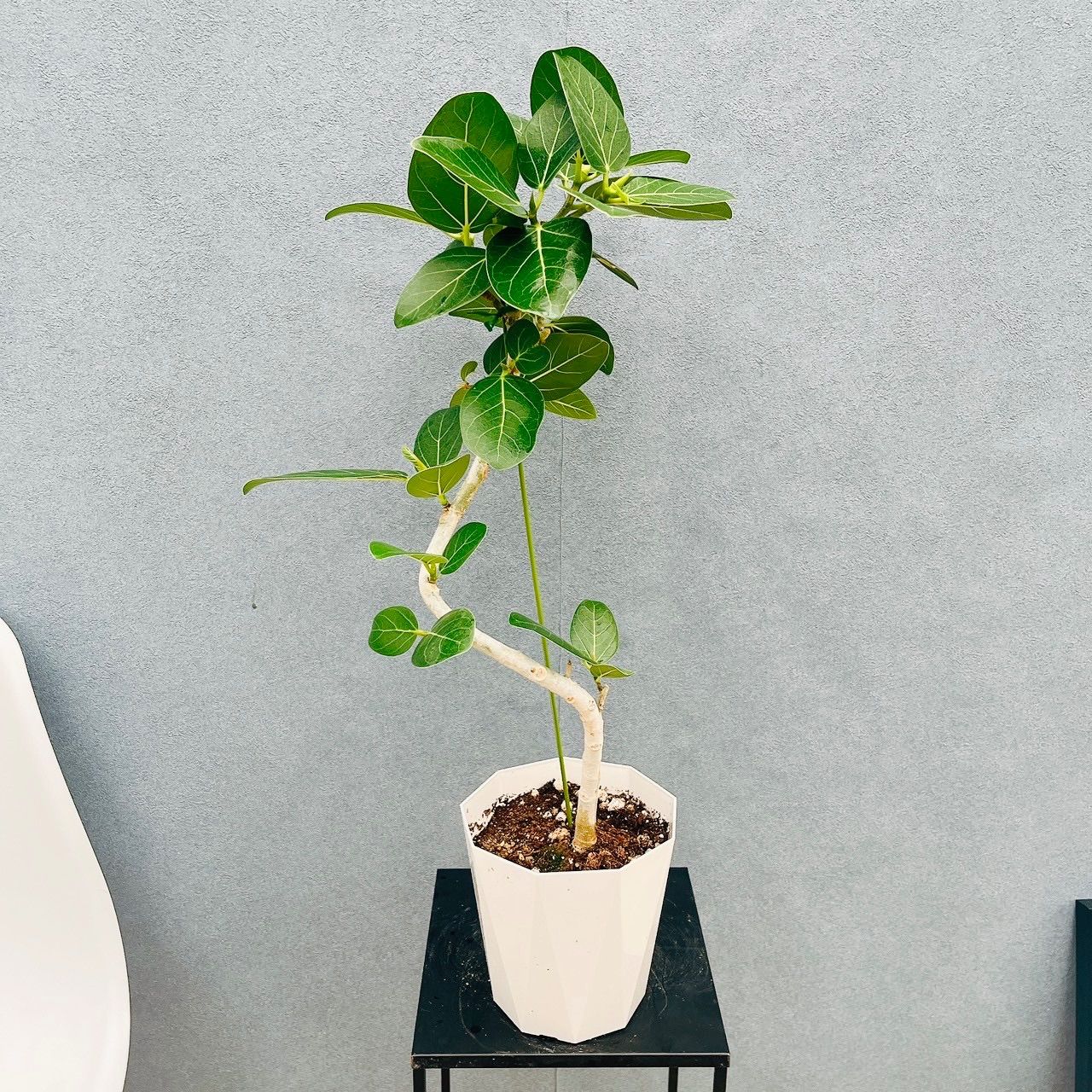 現品］A2 フィカス ベンガレンシス 曲がり 5号 観葉植物 室内