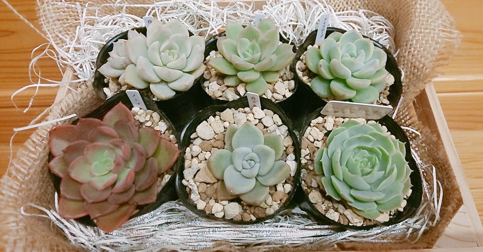 鉢·土付き]［メルカリらくらく便］🌵多肉植物 ６種セット （バラ売り ...