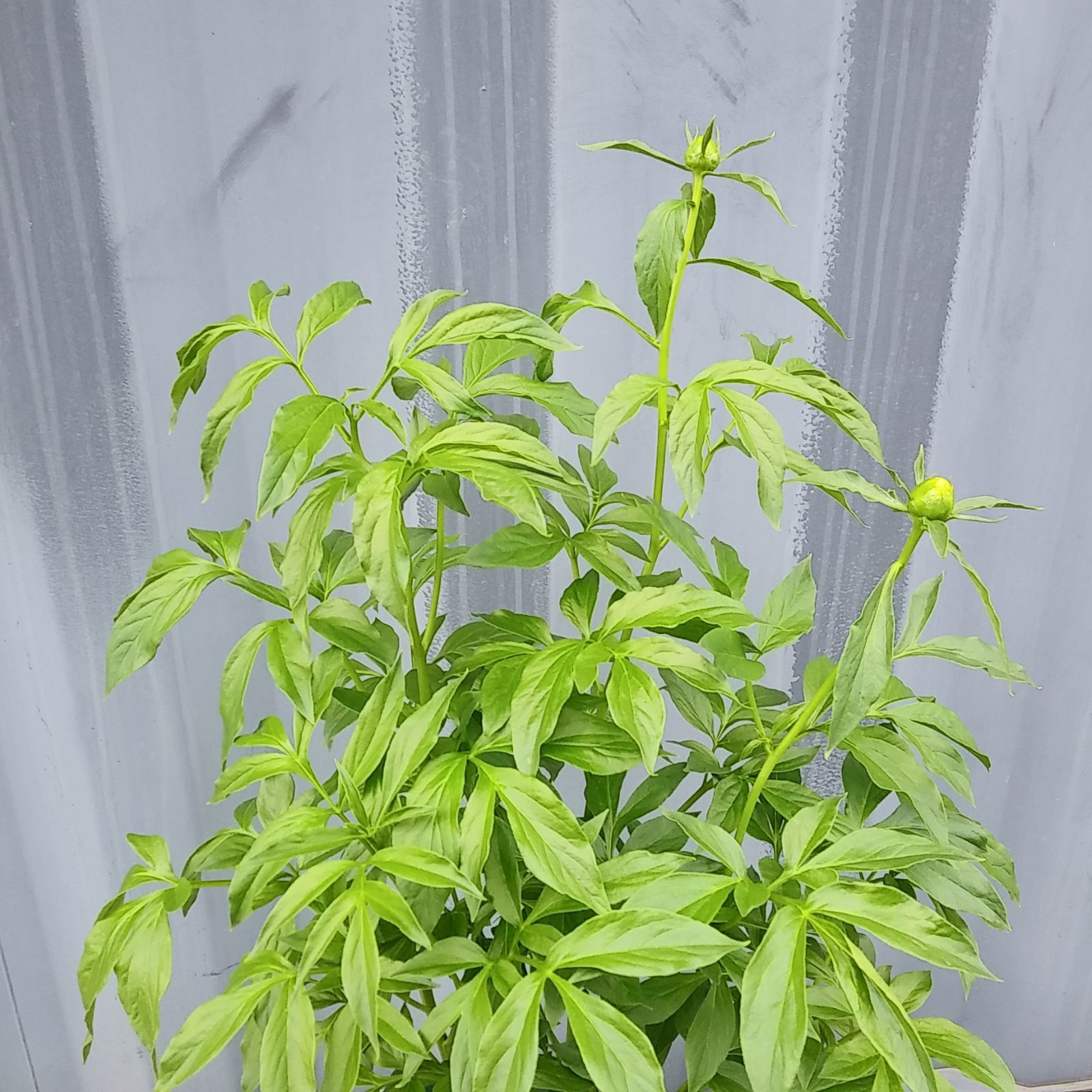 黄花八重 ||
