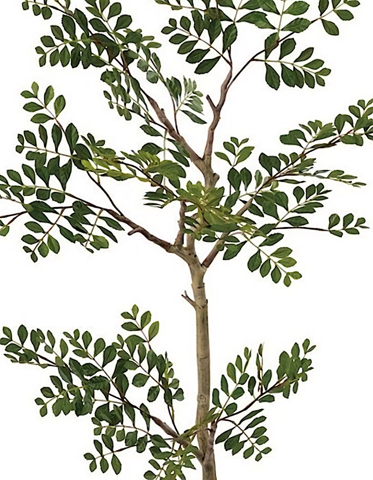 人工観葉植物 ウォールグリーン