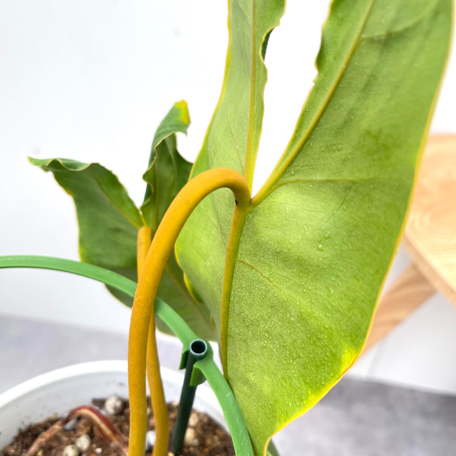 現品　フィロデンドロン　ビレッティア　ビレッタエ　ドライガーデン　インテリア 現品 フィロデンドロン ビレッティア ビレッタエ 希少 ドライガーデン