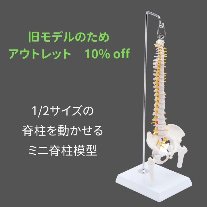 1/2サイズ 高精度 グニャと背骨を動かせる ミニ脊柱模型 約45cm 人体