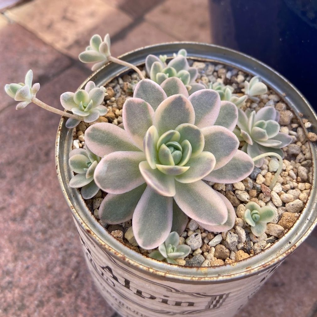 多肉植物        斑入り子持ち蓮華