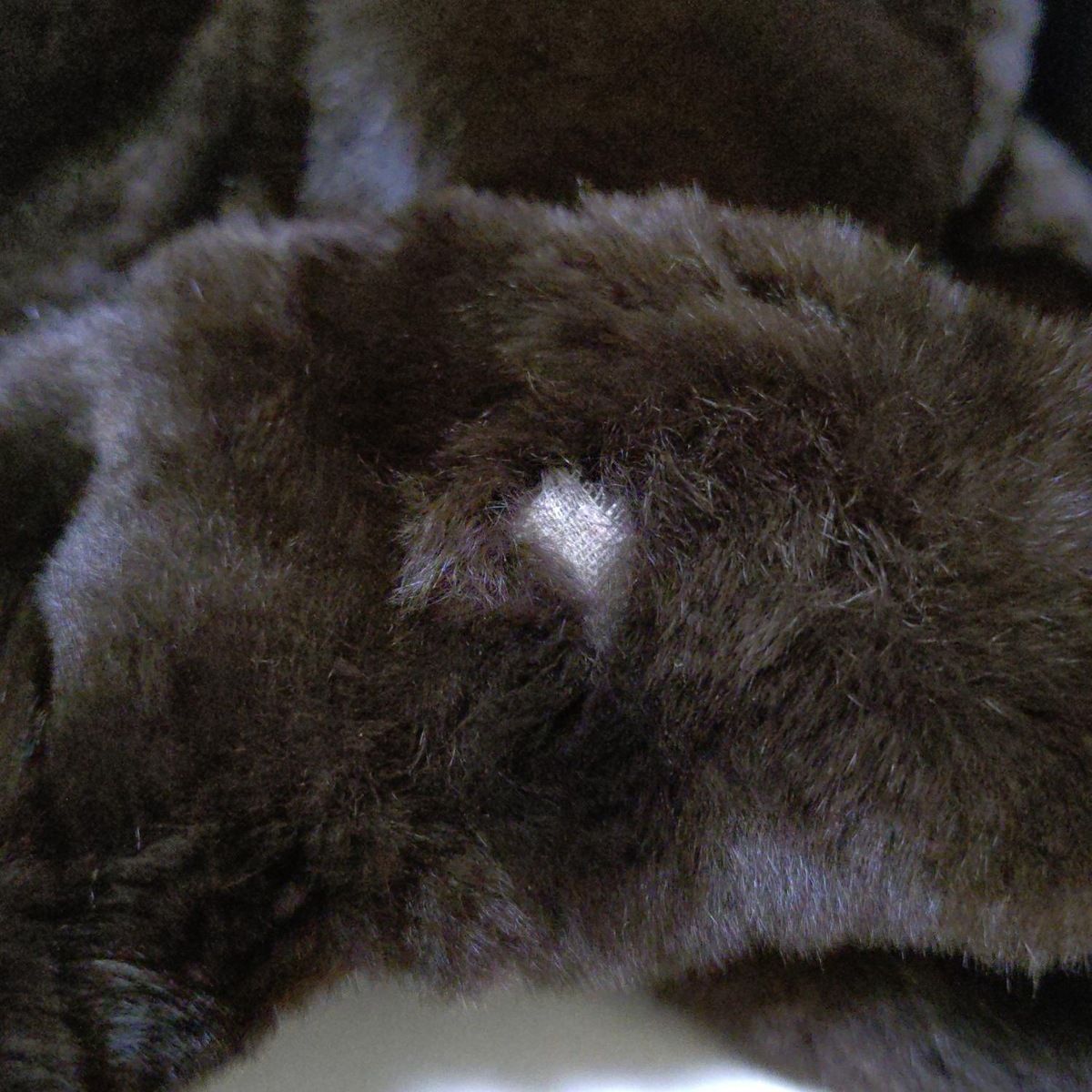 Bat Fur