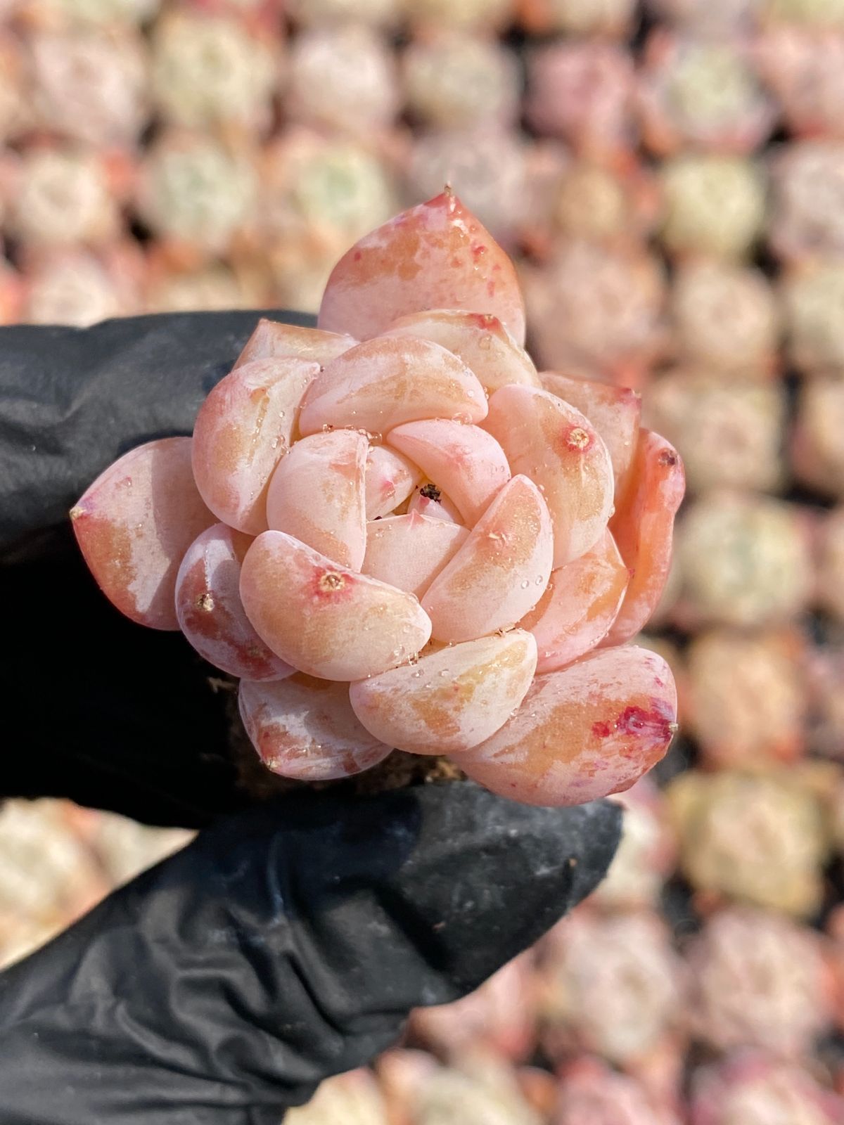 札付き ウスダリンゼアナ 実生 大株 極美 希少 臼田リンゼアナ リンゼアナ 札付き ウスダリンゼアナ 実生 大株 極美 希少 臼田リンゼアナ