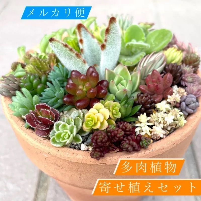 多肉植物 寄せ植え用 カット苗 小苗セット⑦ - エケベリア・セダム