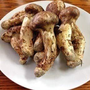 ブータン生松茸500gセット