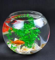 金魚鉢 ８個セットガラス製 花瓶 アクアリウム テラリウムにも２４ｃｍ Amazon | SACHI ガラス製 鉢 テラリウム 観葉植物 インテリア