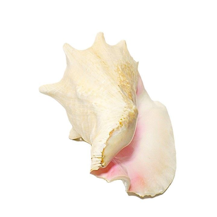 貝殻　オブジェ　置物　コンク貝？ コンク貝 オブジェ ピンク貝 コンク貝 貝殻 置物 オブジェ インテリア