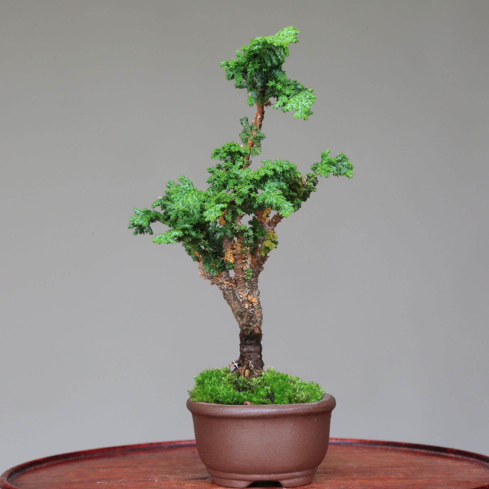 小品吾妻五葉松 樹齢約25年 楽天市場】盆栽 松 希少 樹齢25年 吾妻