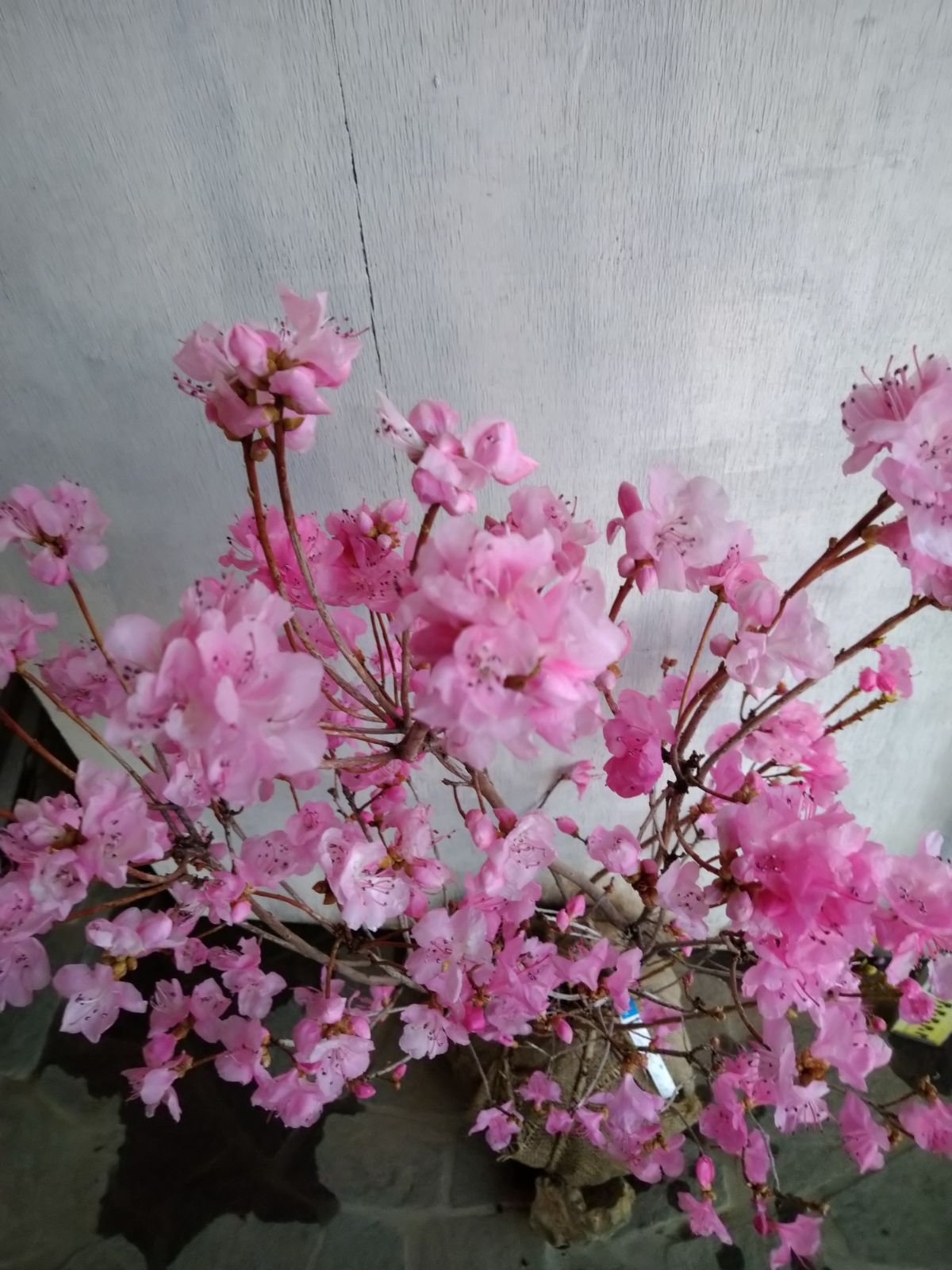 厳選桜ゲンカイツツジ株立ち