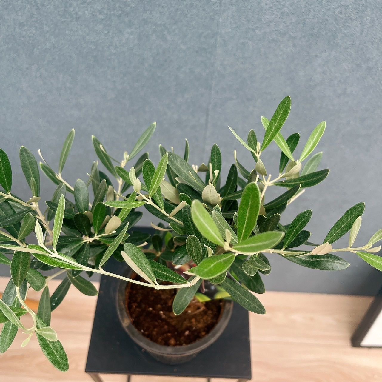 現品］♡かわいい♡ 9番 創樹 オリーブ ミッション 4号 観葉植物 小型