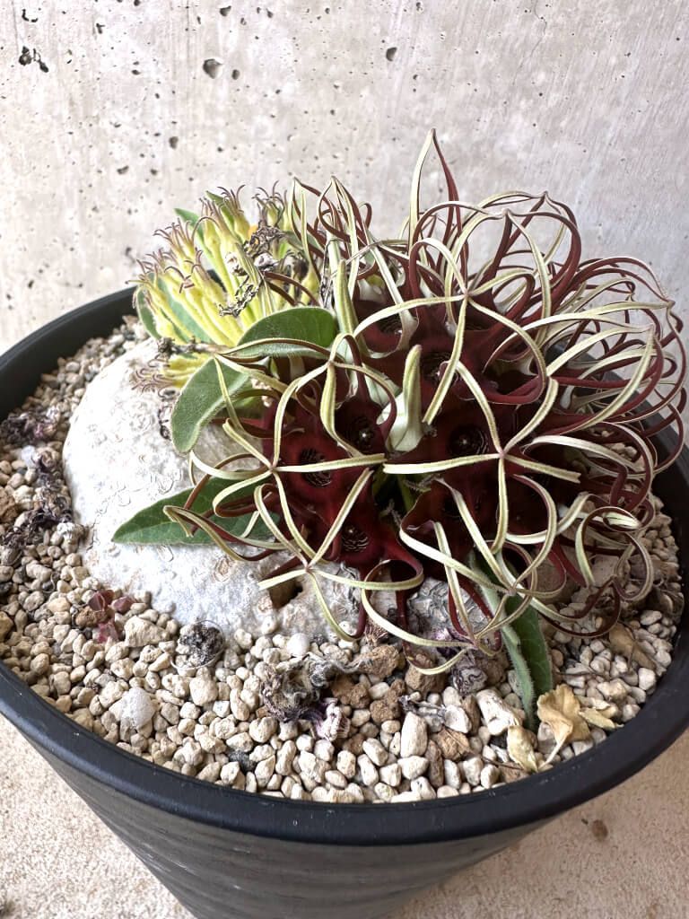 ブラキステルマ バーベラエ 竜卵窟 Brachystelma barberae