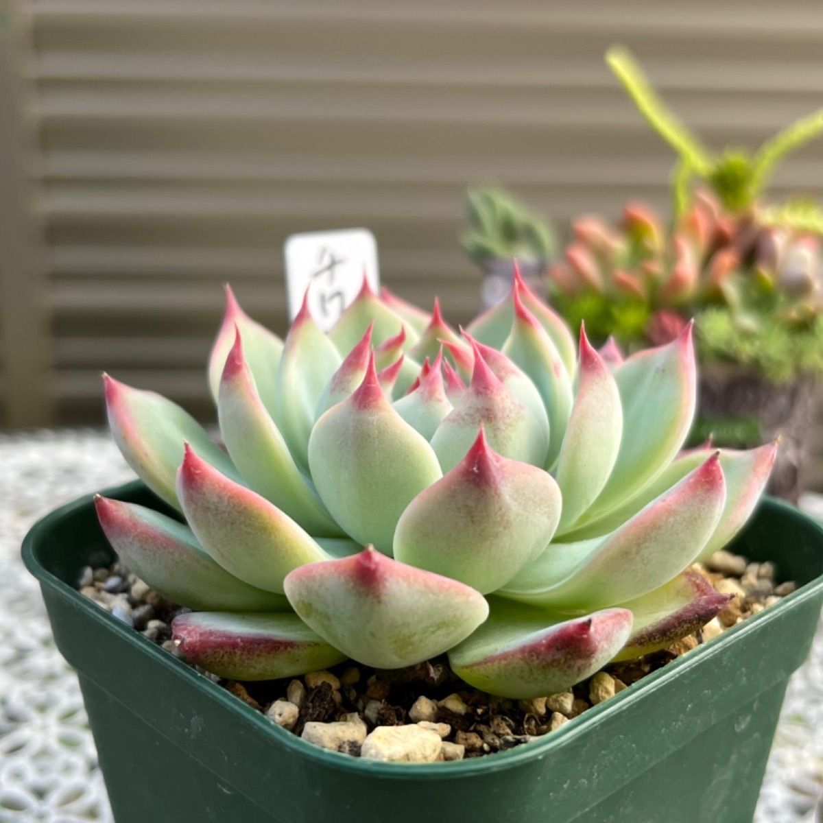 多肉植物 ☘️ チワワリンゼ 抜き苗 - メルカリ