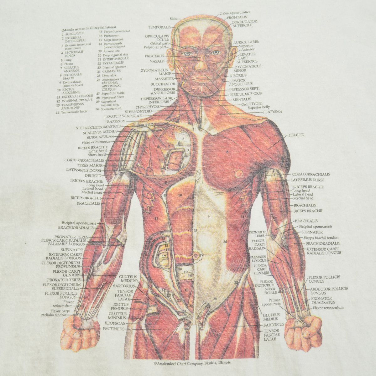 古着】90s～ anatomical chart アナトミカルチャート 骨格標本半袖T 