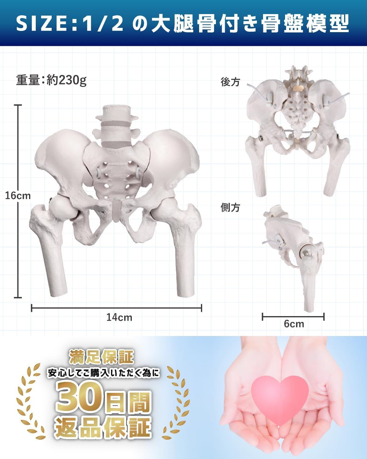 骨模型