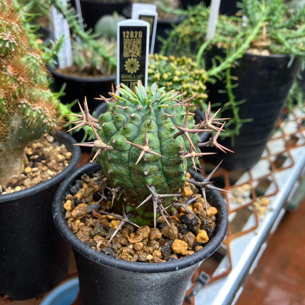 Euphorbia stellispina/ユーフォルビア 群星冠 メス♀株｜観葉植物