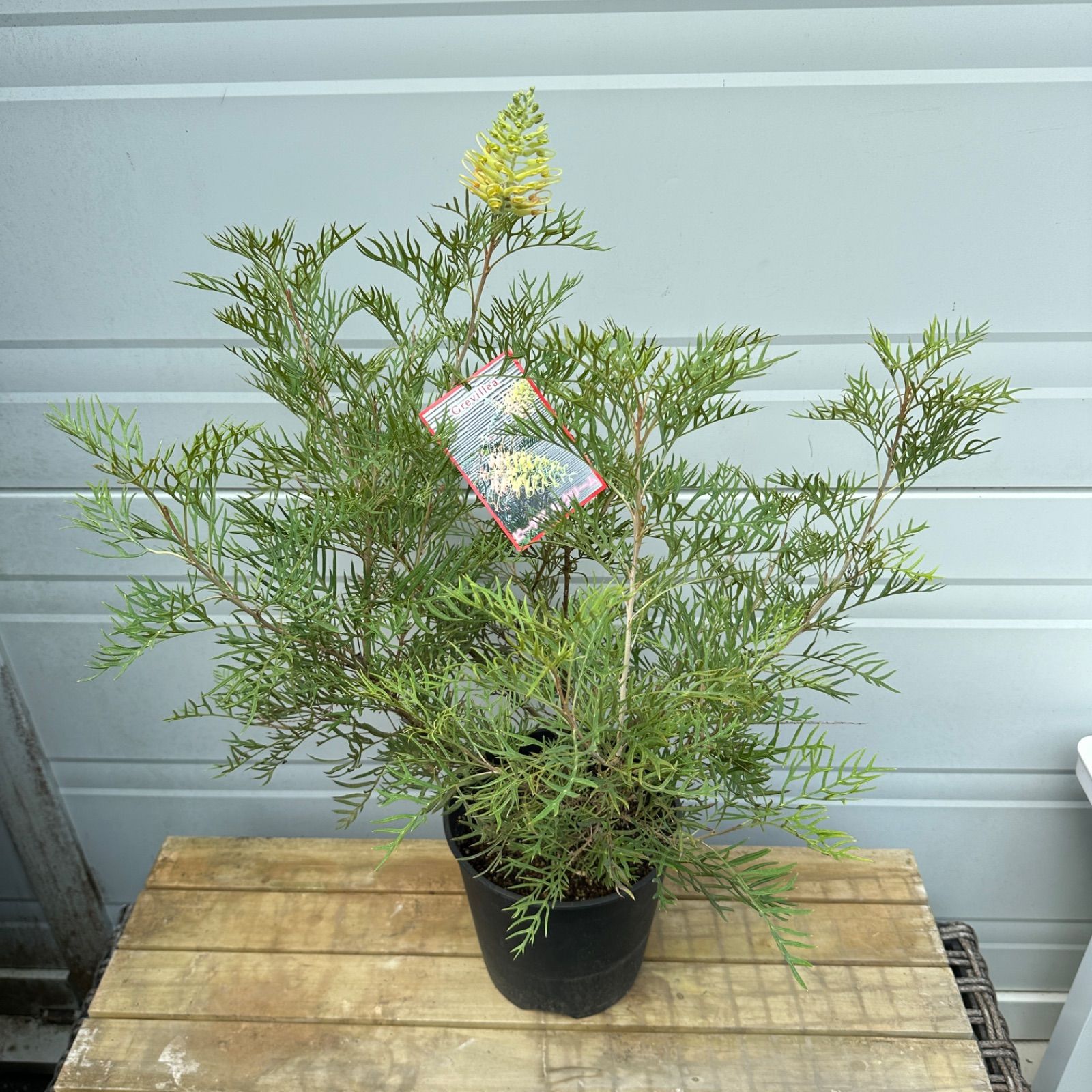 グレビレア ピーチアンドクリーム 大株 現品】④ グレビレア ピーチアンドクリーム 8号 大株 美株 花芽