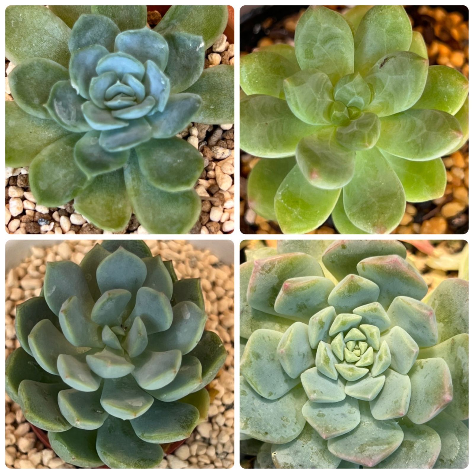 お手入れ簡単！可愛い多肉植物人気品種入りカット苗抜き苗セット