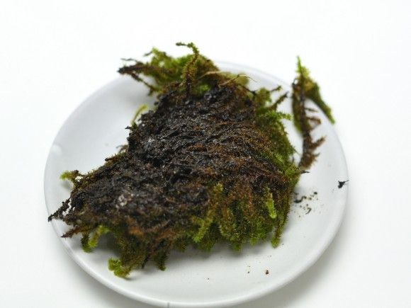 砂苔 スナゴケ 大トレー 5枚セット USTAUSTRALIA_COM_AU