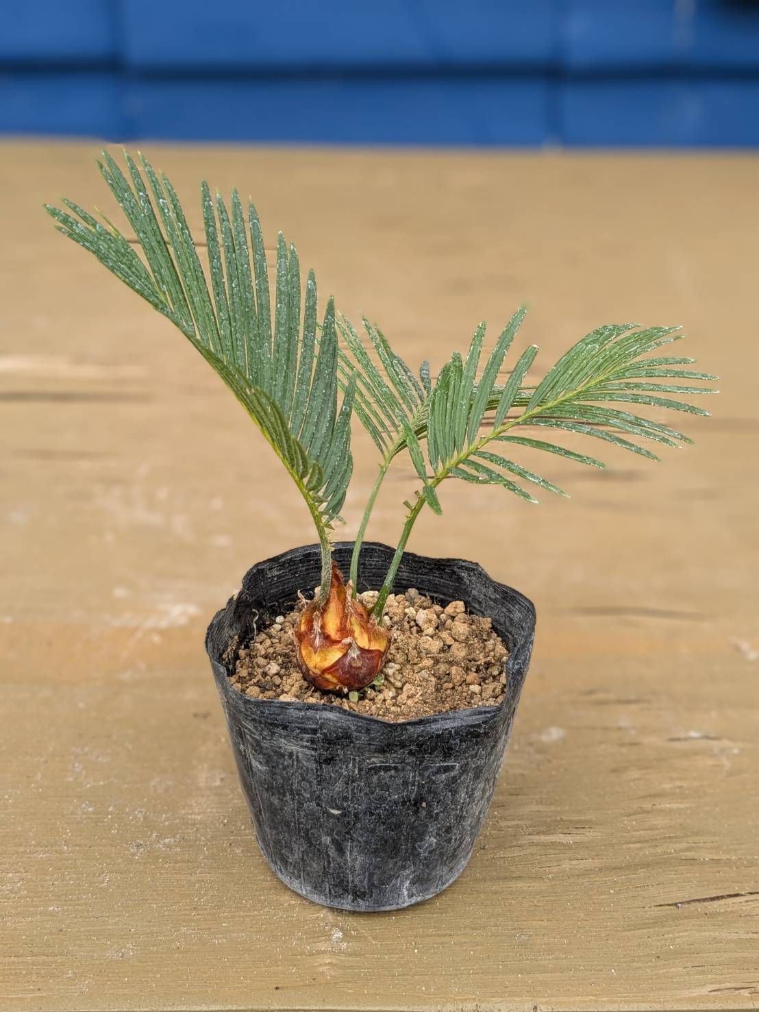 抜き苗発送】実生苗 ソテツ 蘇鉄 Cycas revoluta 2025-5-23-cr5 - メルカリ