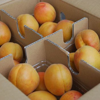 クール便 あんず ハーコット４ｋｇ ２ｋｇ×２箱 長野県産 配送先 東北～関西 ６月２５日前後～出荷