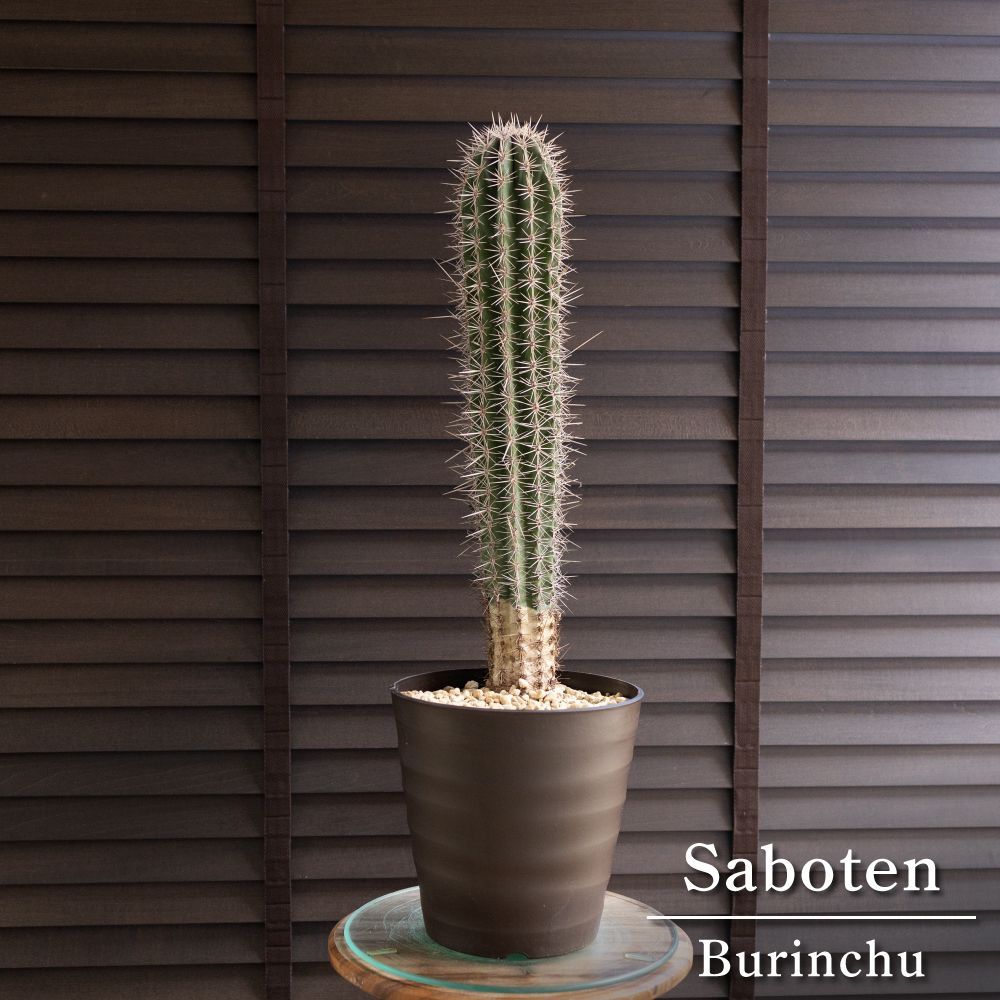 武倫柱 柱サボテン 7号 高さ68cm パキケレウス ブリン柱 ブリンチュウ 1005BR