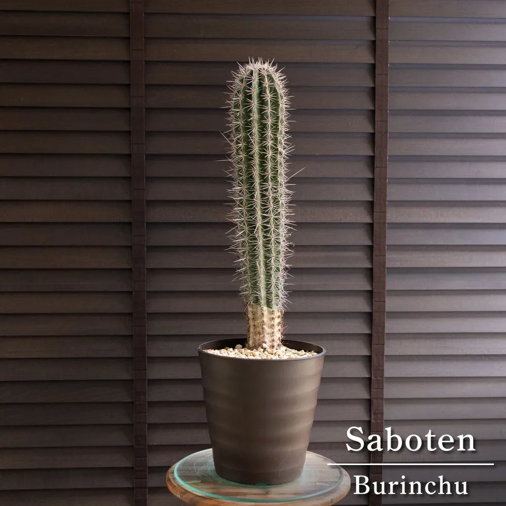 2025年最新】なるほど柱の人気アイテム - メルカリ