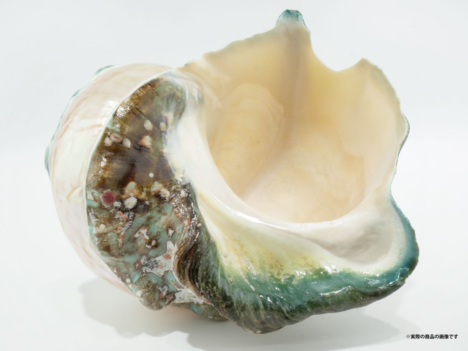 沖縄県宮古島産 天然夜光貝【研磨加工済】19BU - SCIENCE FACTORY ltd