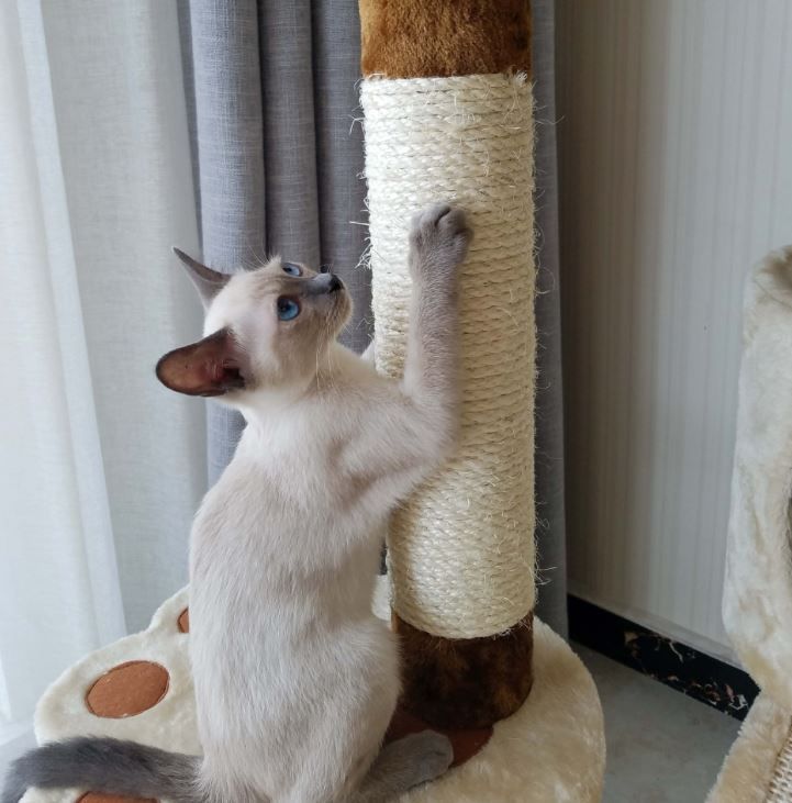 遊び道具 猫用品