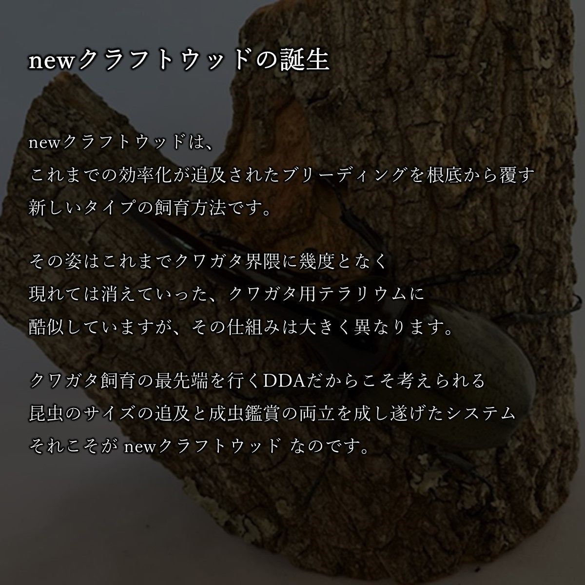 DDA】樹液の出るクワリウム newクラフトウッド Mサイズ ランダム
