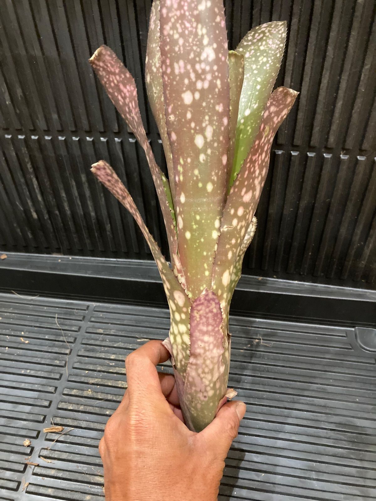 ビルベルギア Billbergia Eve - メルカリ