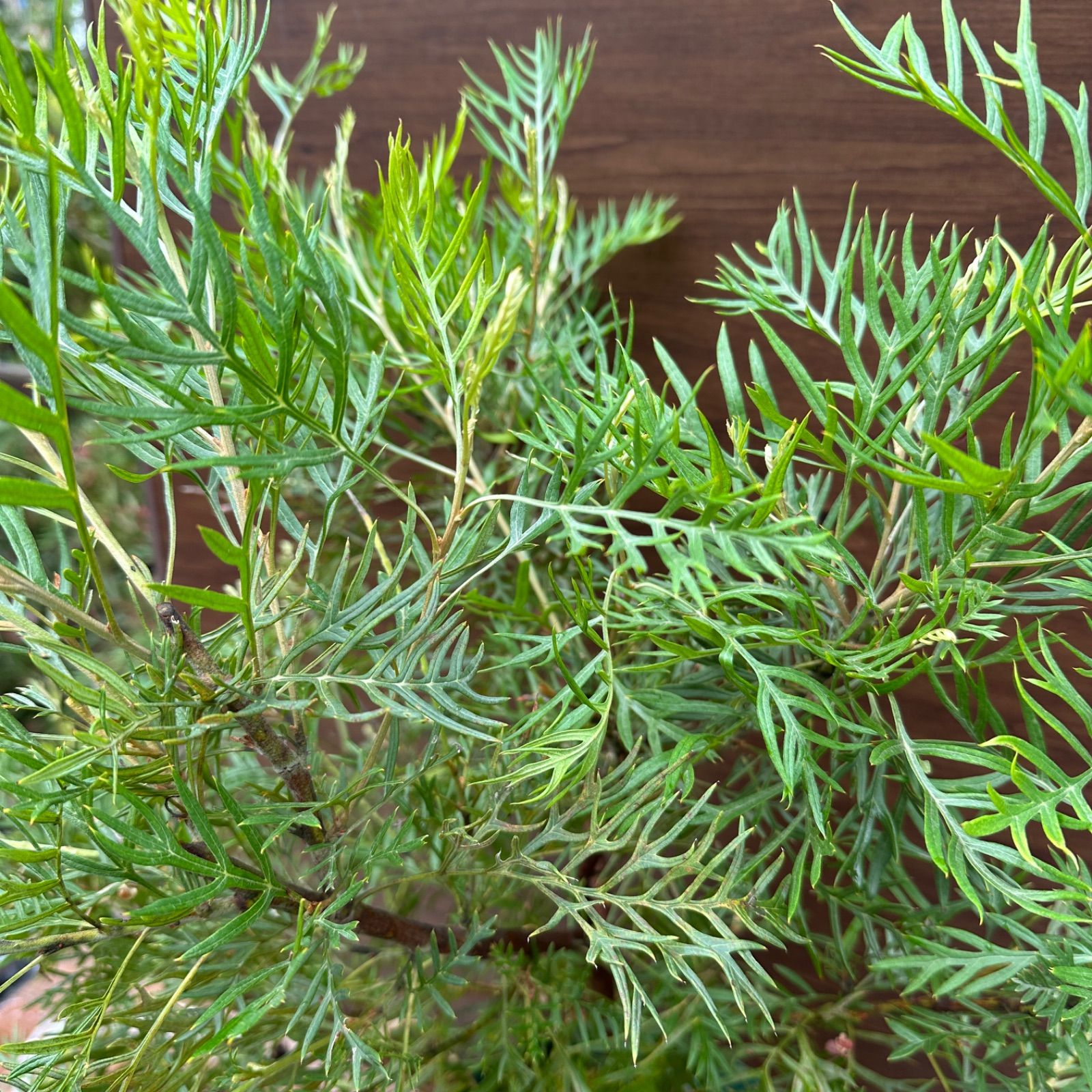 グレビ ピーチアンドクリーム