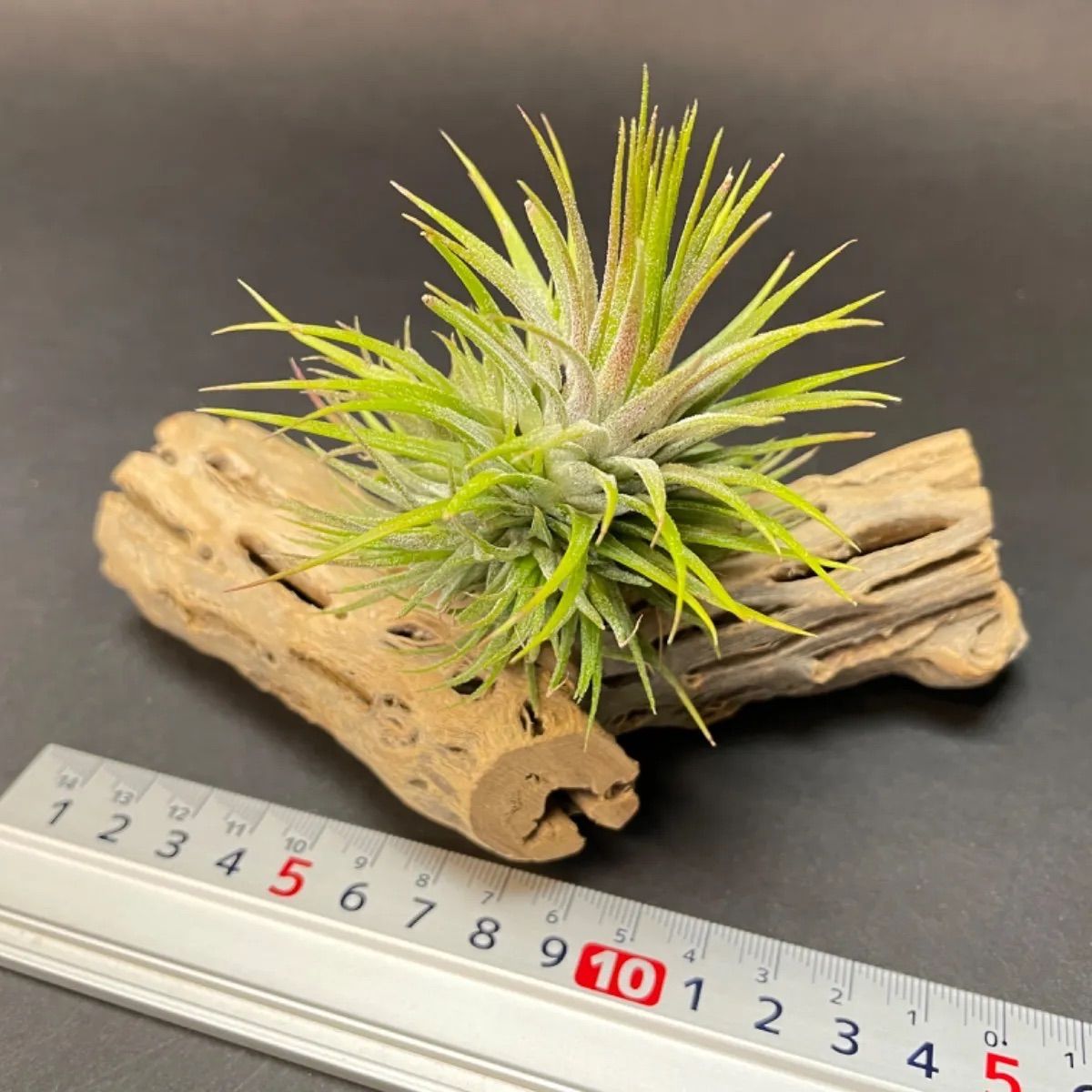 Y変＊長さ15cm×最大幅(直径φ)3.5～4cm＊カクタススケルトン1本