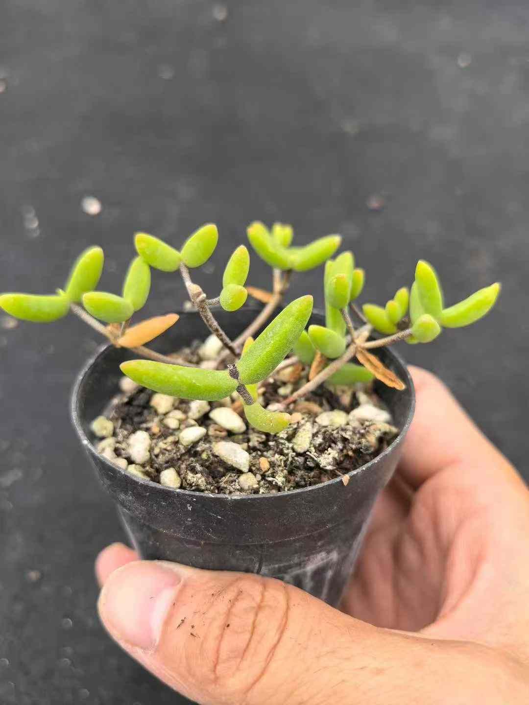 32鉢の土鉢付きセット ドロサンテマム ヒスピダム 多肉植物 佐川急便発送 エケベリア 韓国苗 MY719