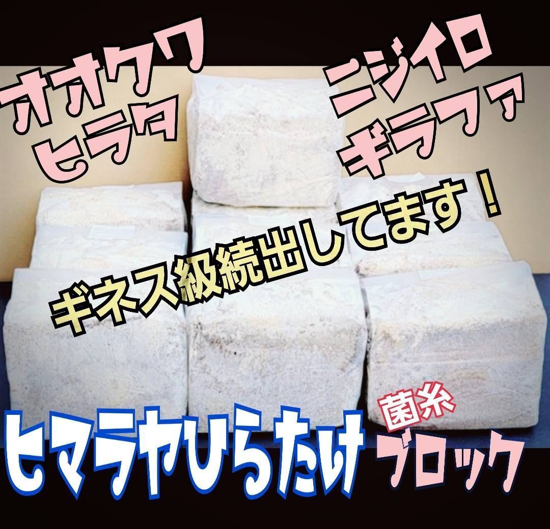極上！初菌使用☆ヒマラヤひらたけ菌糸☆7ブロック☆トレハロース