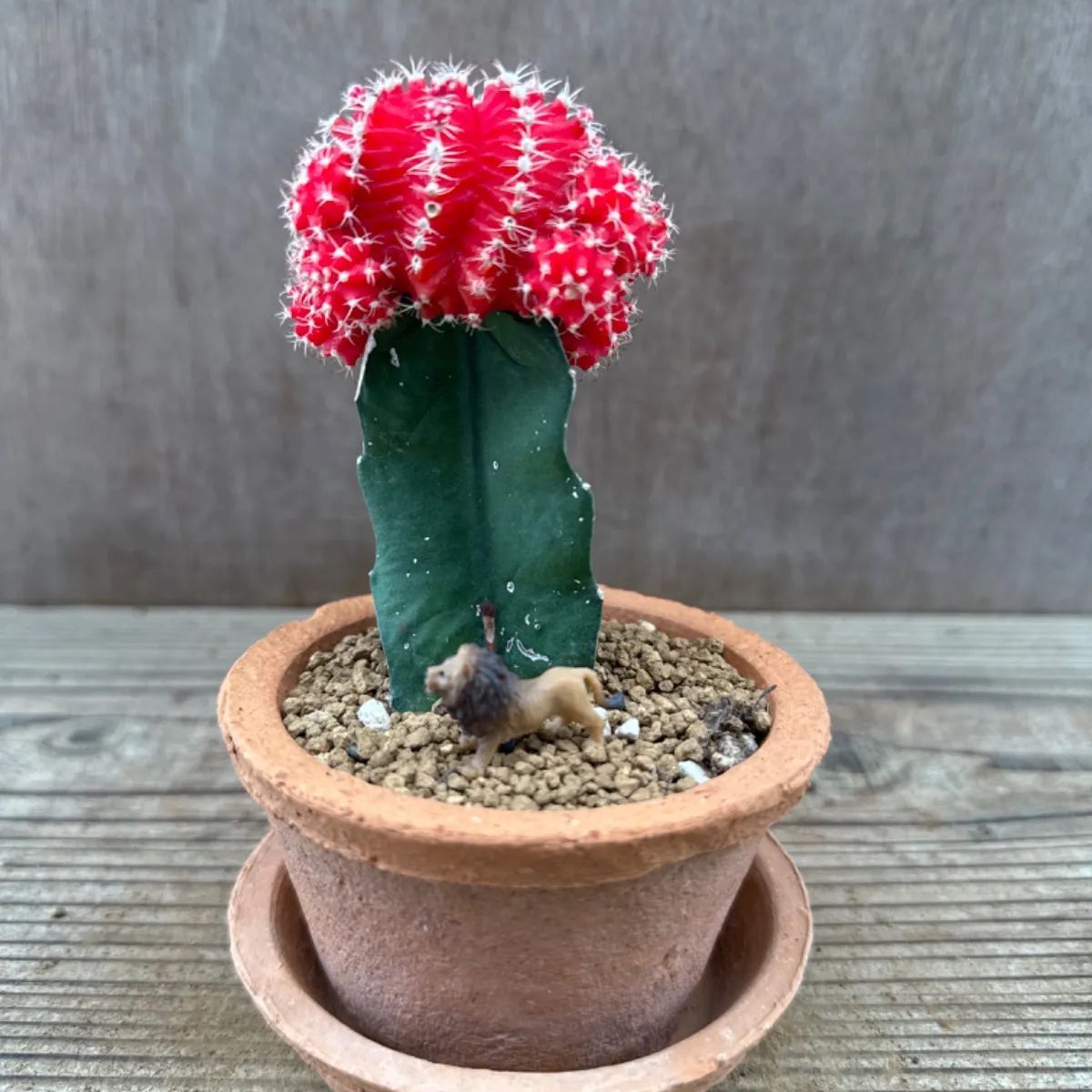 サボテン 赤鳳 セキホウ 8号 希少品 ビッグサイズ 本物 観葉植物