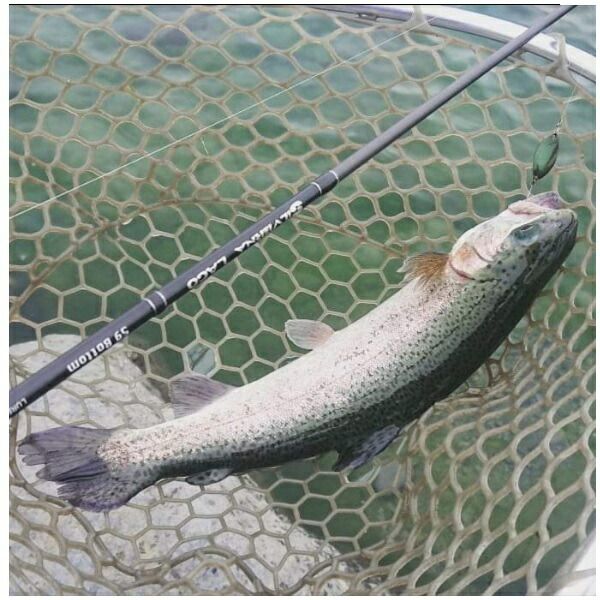 トラウトロッド