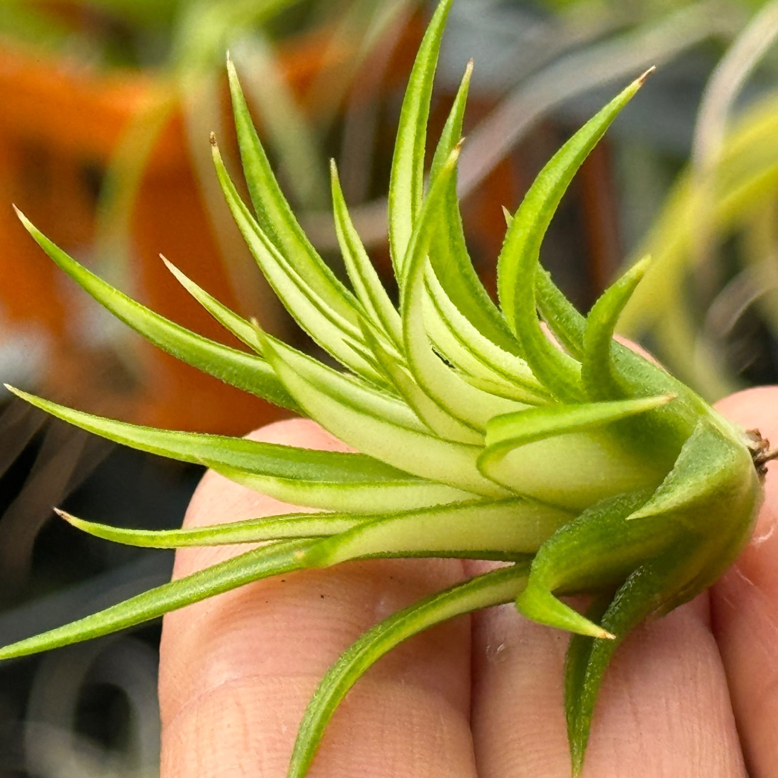 チランジア イオナンタ アルボマルギナータ(アルボマージナータ) Tillandsia ionantha  Albomarginata＊エアプランツ＠フラワーショップ江口 - メルカリ