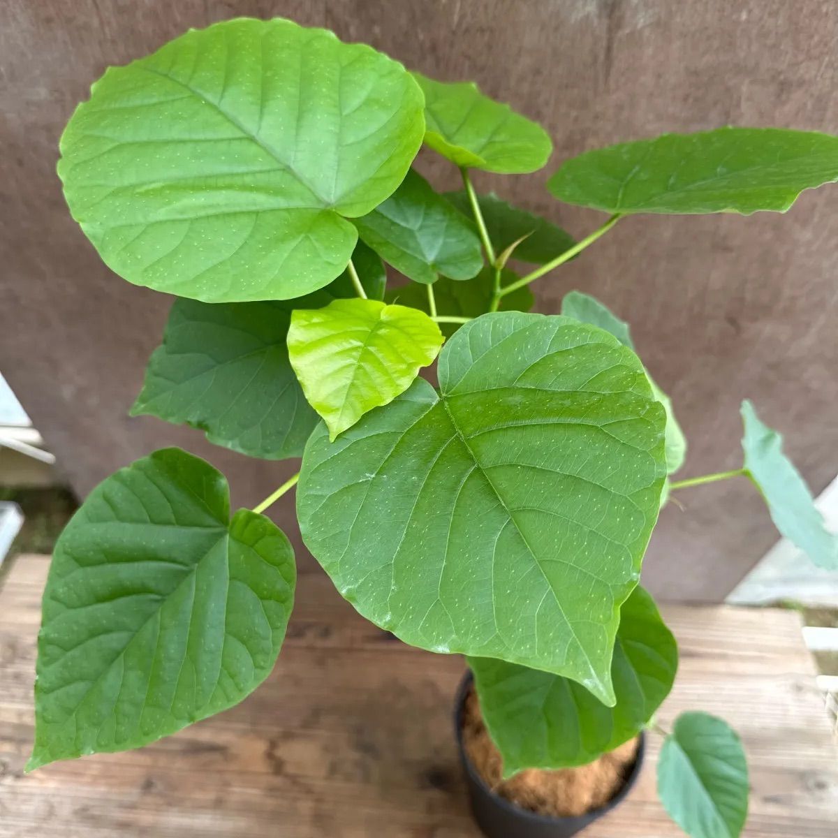 フィカス・ウンベラータ 曲がり 7寸 ゴムの木 観葉植物001 フィカス ウンベラータ 曲がり ④ Ficus umbellata 現品 ゴムの