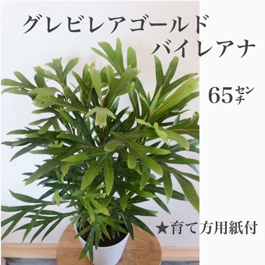 グレビレアゴールド苗 - 植物/観葉植物