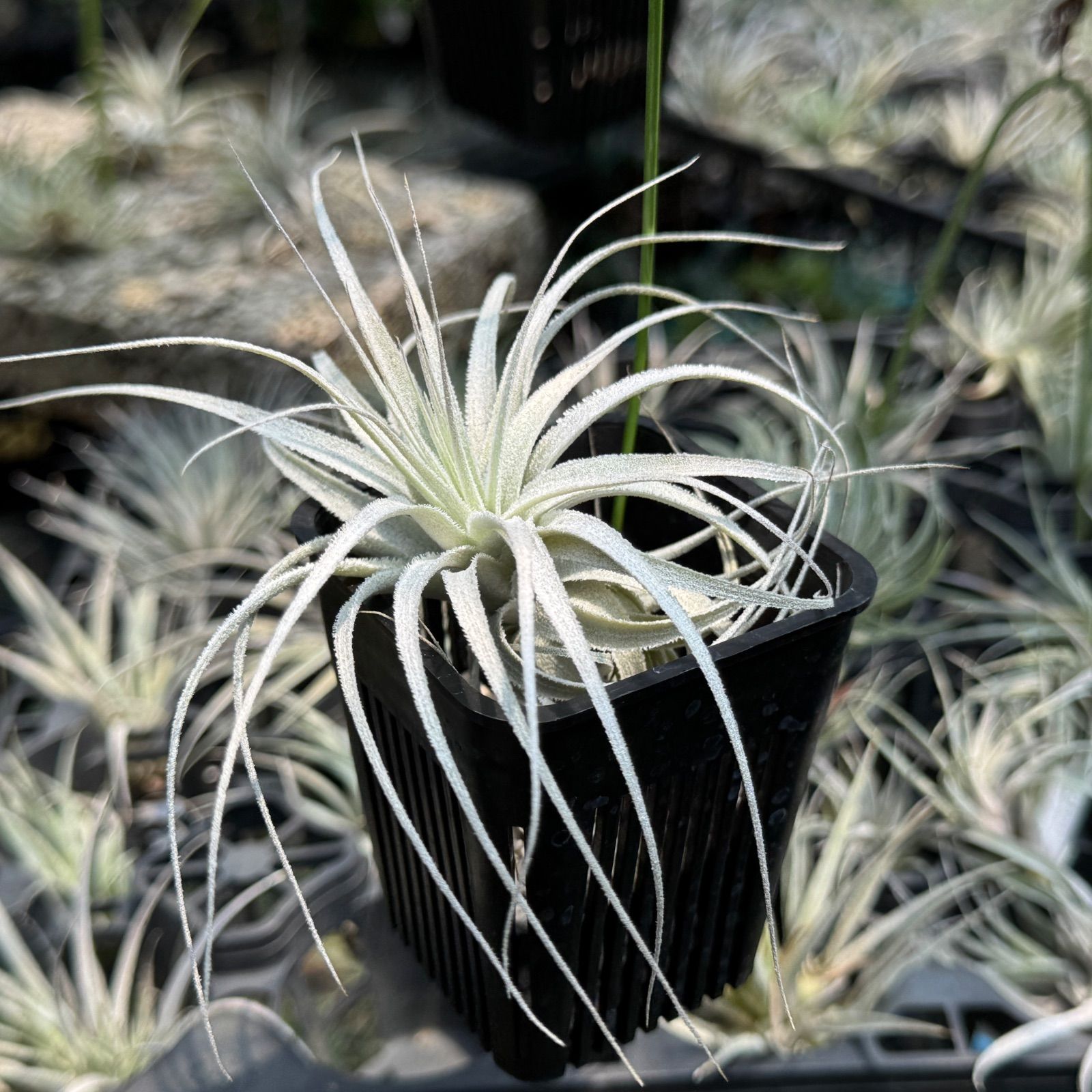 チランジア チャペウエンシス Tillandsia chapeuensis＊エア