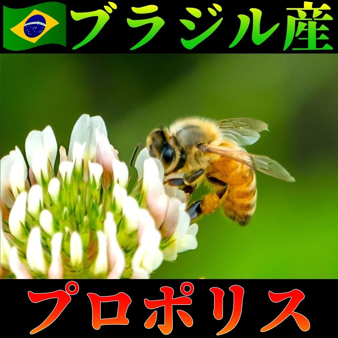 ポレネクター社 プロポリス
