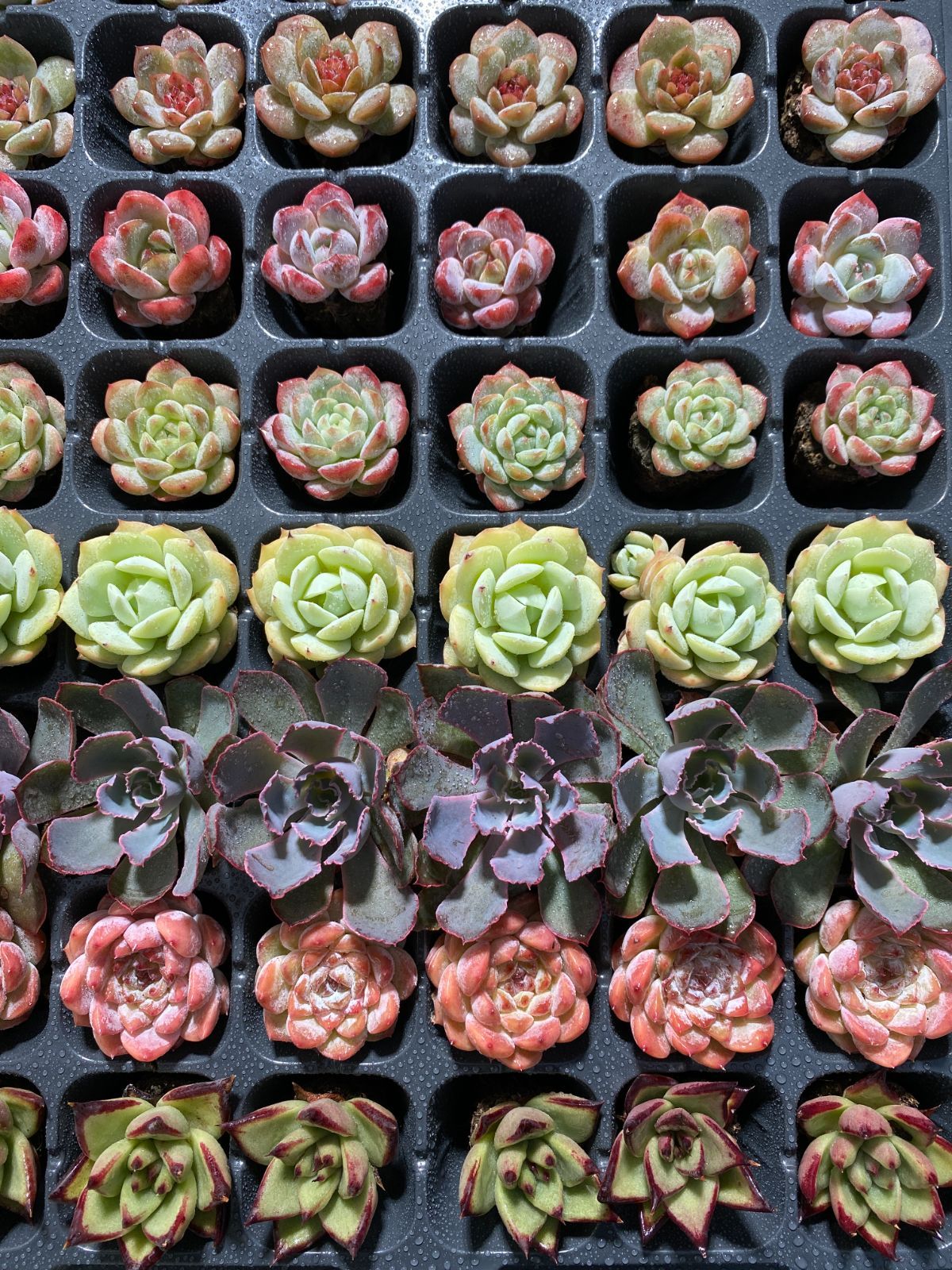 12即購入OK セット 100苗 韓国苗 雑交新種 多肉植物 エケベリア 根付き小株8個セット エケベリア 韓国苗 多肉植物 お買い得 寄せ